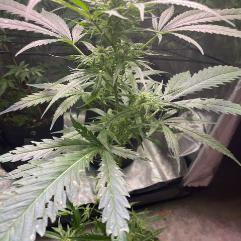Congolese bubblegum  growlog timeline photo
