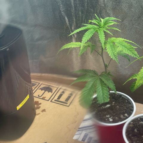 Ice cream cake number 1 growlog timeline photo