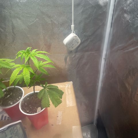 Ice cream cake number 2  growlog timeline photo