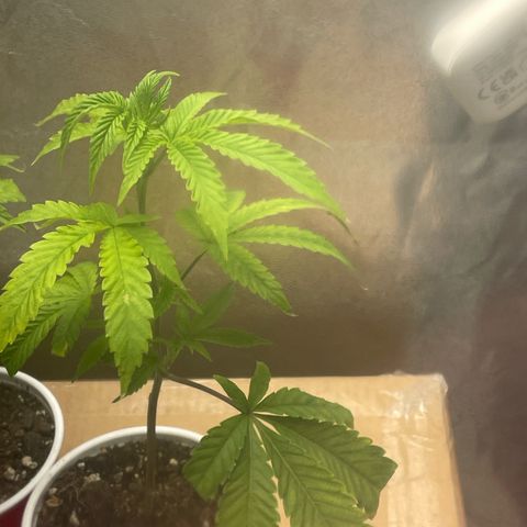 Ice cream cake number 2  growlog timeline photo