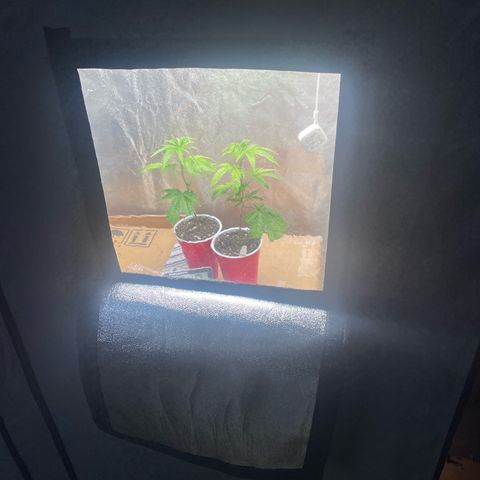 Ice cream cake number 2  growlog timeline photo
