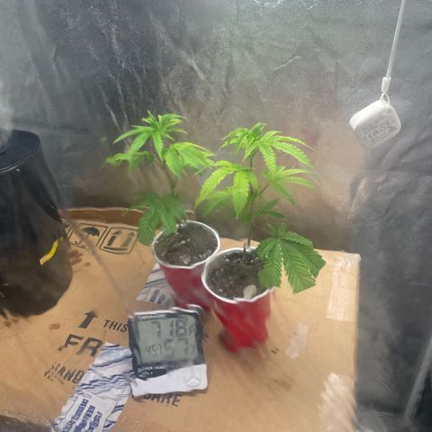Ice cream cake number 2  growlog timeline photo