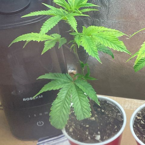 Ice cream cake number 1 growlog timeline photo