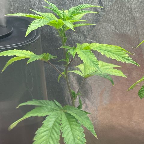 Ice cream cake number 1 growlog timeline photo