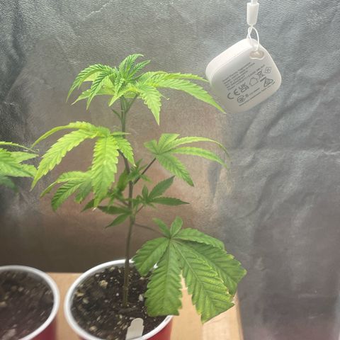 Ice cream cake number 2  growlog timeline photo