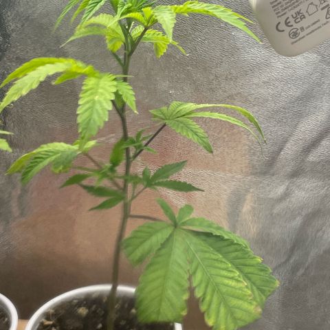 Ice cream cake number 2  growlog timeline photo