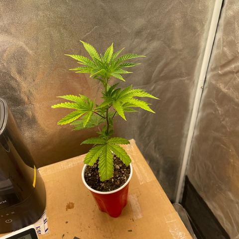 Ice cream cake number 1 growlog timeline photo
