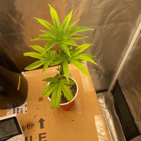 Ice cream cake number 1 growlog timeline photo
