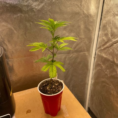 Ice cream cake number 1 growlog timeline photo