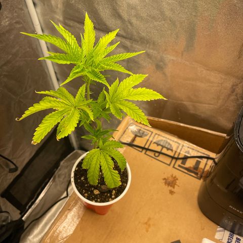 Ice cream cake number 2  growlog timeline photo