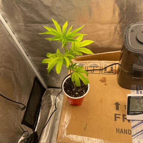 Ice cream cake number 2  growlog timeline photo
