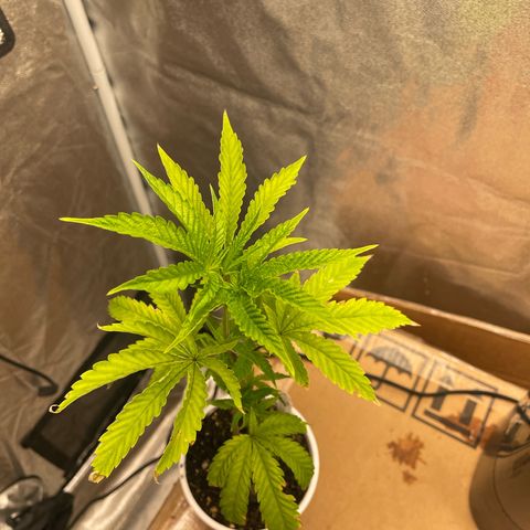 Ice cream cake number 2  growlog timeline photo