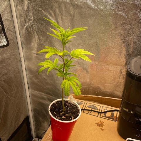 Ice cream cake number 2  growlog timeline photo