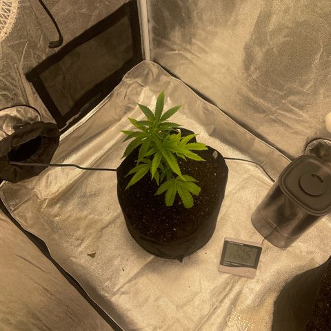 Ice cream cake number 1 growlog timeline photo