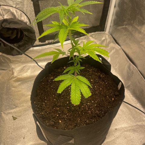 Ice cream cake number 1 growlog timeline photo