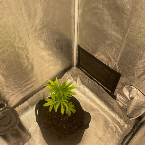 Ice cream cake number 2  growlog timeline photo