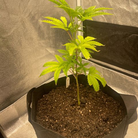 Ice cream cake number 2  growlog timeline photo