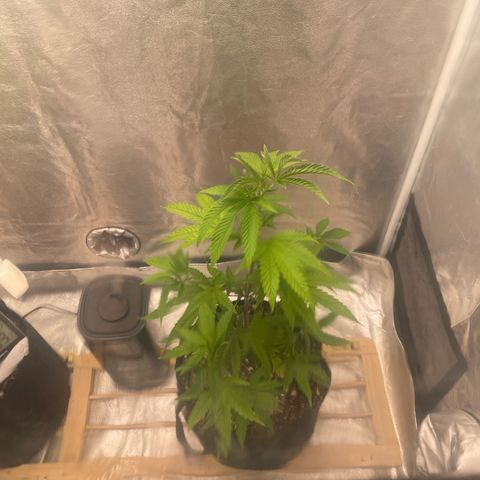 Ice cream cake number 1 growlog timeline photo