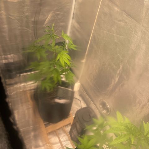 Ice cream cake number 2  growlog timeline photo