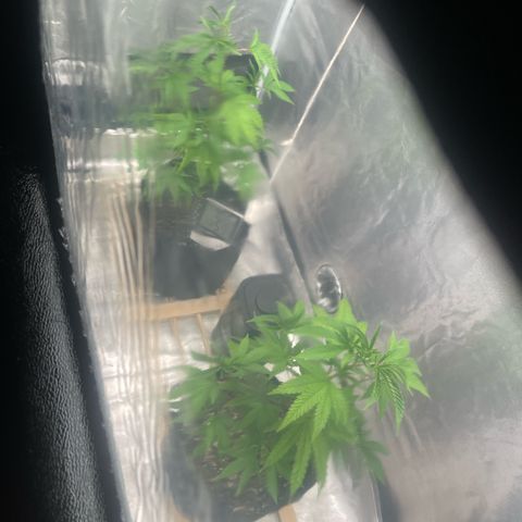 Ice cream cake number 2  growlog timeline photo