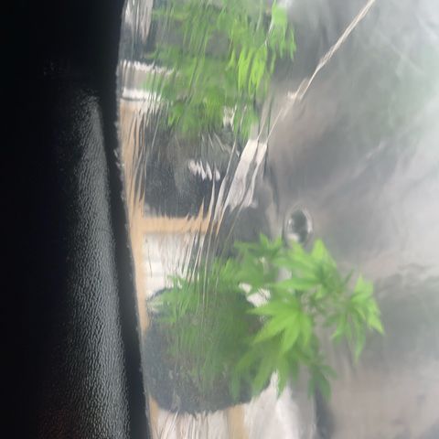Ice cream cake number 1 growlog timeline photo