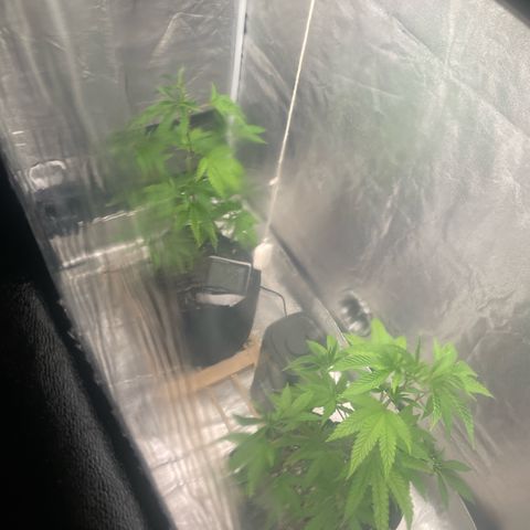Ice cream cake number 1 growlog timeline photo
