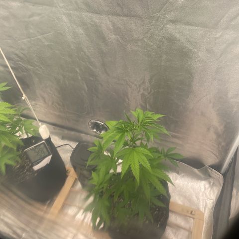 Ice cream cake number 1 growlog timeline photo