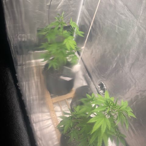 Ice cream cake number 2  growlog timeline photo