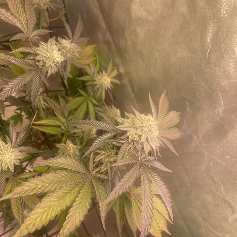 Ice cream cake number 1 growlog timeline photo