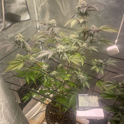 Ice cream cake number 1 growlog timeline photo