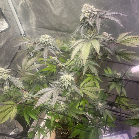 Ice cream cake number 1 growlog timeline photo