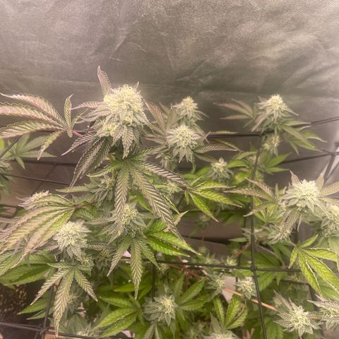 Ice cream cake number 2  growlog timeline photo