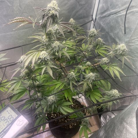 Ice cream cake number 2  growlog timeline photo