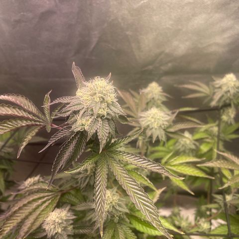 Ice cream cake number 2  growlog timeline photo