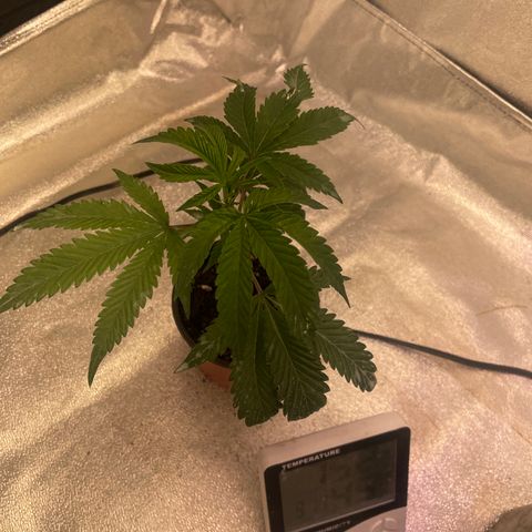 Sunset Sherbet  growlog timeline photo