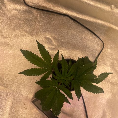 Sunset Sherbet  growlog timeline photo