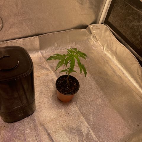 Sunset Sherbet  growlog timeline photo