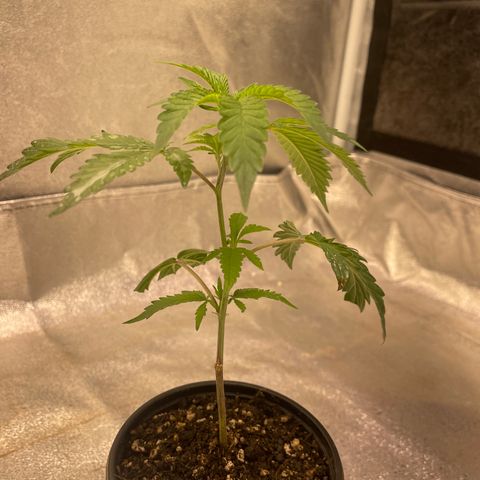 Sunset Sherbet  growlog timeline photo