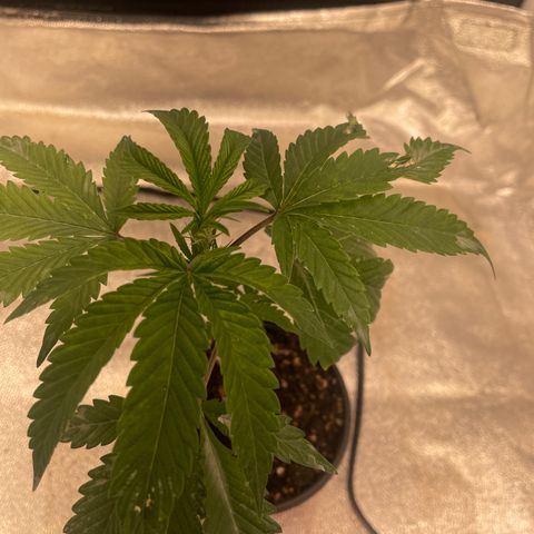 Sunset Sherbet  growlog timeline photo