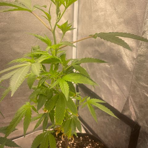 Cookies and Cream crossed with OZ Kush growlog timeline photo
