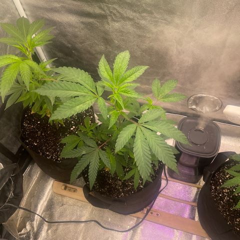 Sunset Sherbet  growlog timeline photo