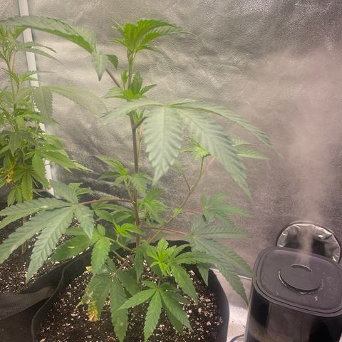 Sunset Sherbet  growlog timeline photo