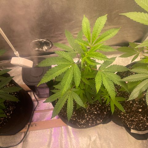 Sunset Sherbet  growlog timeline photo