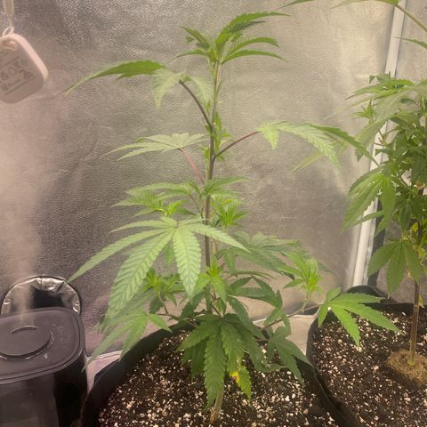 Sunset Sherbet  growlog timeline photo