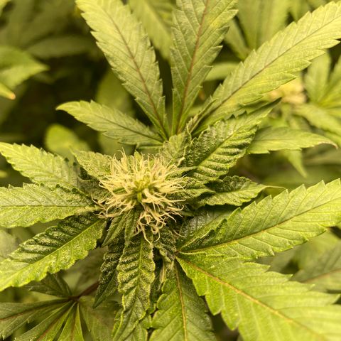 Sunset Sherbet  growlog timeline photo