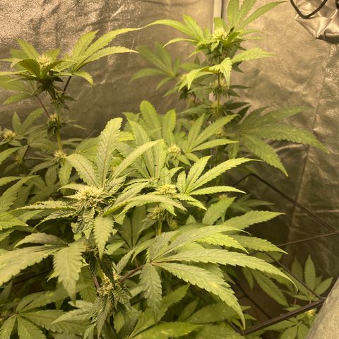 Sunset Sherbet  growlog timeline photo