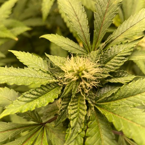 Sunset Sherbet  growlog timeline photo