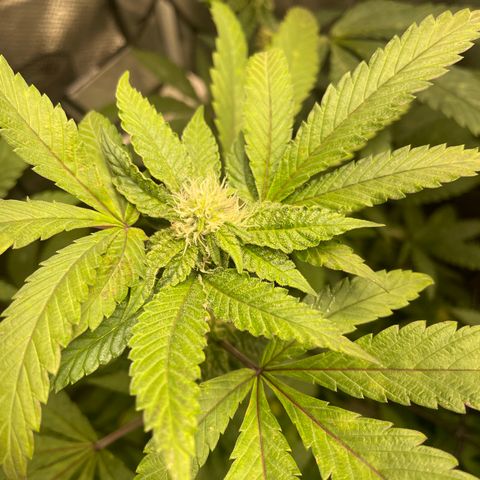 Sunset Sherbet  growlog timeline photo