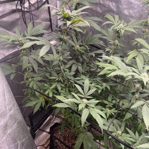 Sunset Sherbet  growlog timeline photo