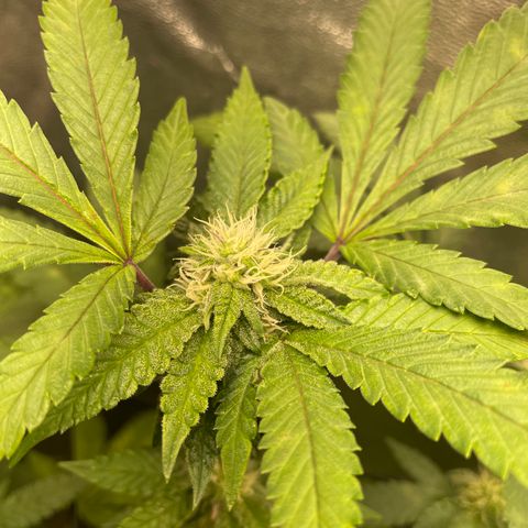Sunset Sherbet  growlog timeline photo